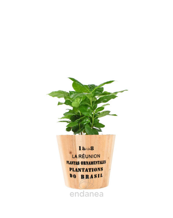 Coffea Arabica Planta de Interior