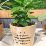 Coffea Arabica Planta de Interior