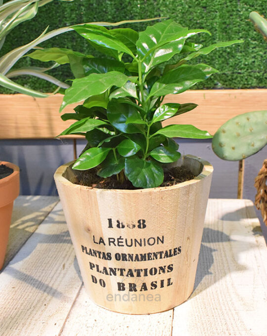 coffea-arabica-planta-de-interior-cafe-deco