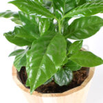 Coffea Arabica Planta de Interior