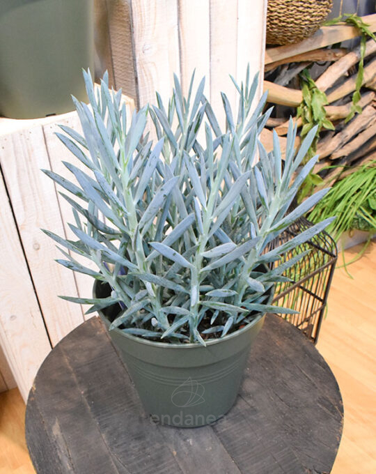 curio-senecio-mount-everest-planta-interior-deco