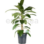 Ficus Benghalensis Roy Planta de Interior