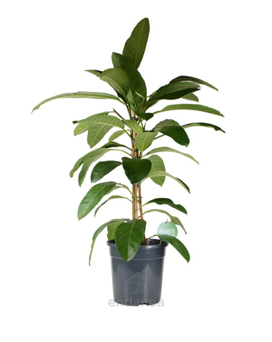 ficus-benghalensis-roy-planta-interior