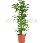 Ficus Microcarpa Moclame Planta de interior