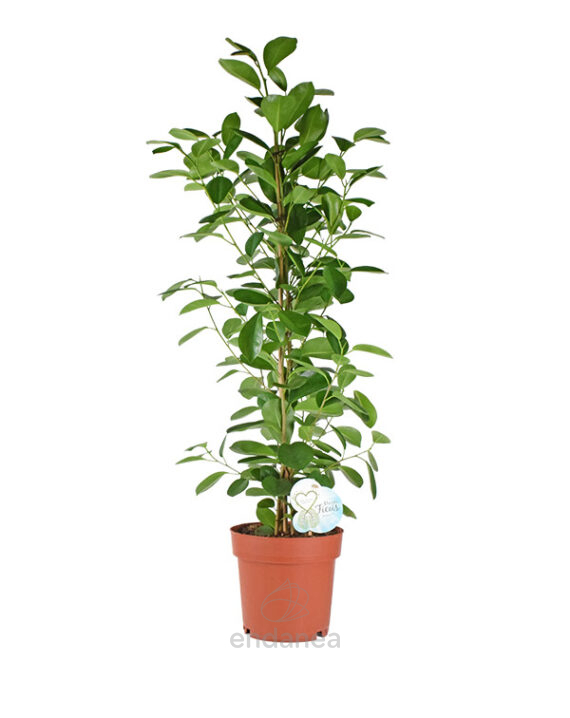 Ficus Microcarpa Moclame Planta de interior