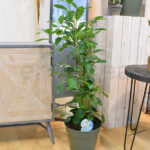 Ficus Microcarpa Moclame Planta de interior
