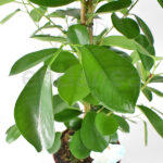 Ficus Microcarpa Moclame Planta de interior