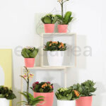 Maceta Elho Brussels Round Mini Coral Pink