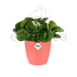 Maceta Elho Brussels Round Mini Coral Pink