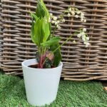 Muguet Convallaria Majalis Planta