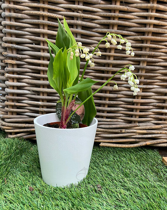 muguet-convallaria-majalis-decoracion