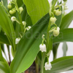 Muguet Convallaria Majalis Planta Flores