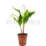 Muguet Convallaria Majalis Planta Maceta 10,5cm