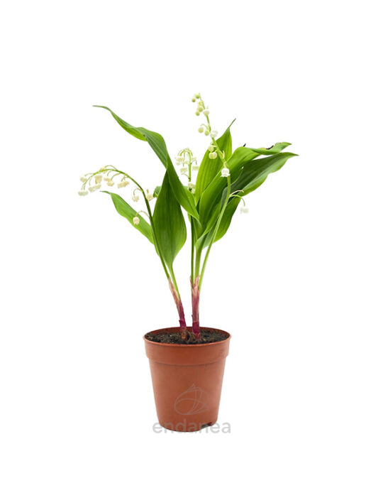 muguet-convallaria-majalis-m10-comprar-online