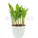 Muguet Convallaria Majalis Planta Maceta 20cm