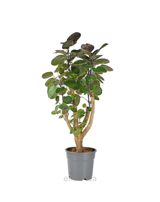 polyscia-scutellaria-fabian-planta-interior