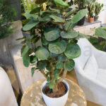 Polyscias Scutellaria Fabian