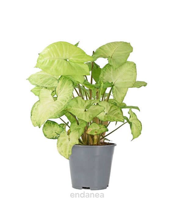 Syngonium White Butterfly Planta de interior