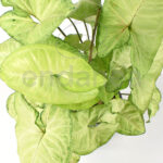 Syngonium White Butterfly Planta de interior