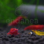 Advanced Soil Shrimp de H.E.L.P.