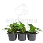 Alegría Guineana Km0 6 unidades Blanca