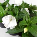 Alegría Guineana Km0 6 unidades Blanca