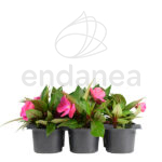 Alegría Guineana Km0 6 unidades Fucsia