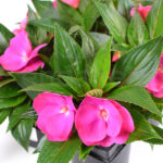 Alegría Guineana Km0 6 unidades Fucsia