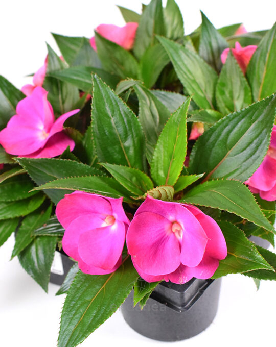 alegria-guineana-6-unidades-fucsia-detalle