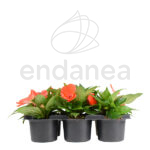 Alegría Guineana Km0 6 unidades Naranja