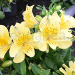 Alstroemeria Km0 Planta Exterior Amarilla