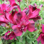 Alstroemeria Km0 Planta Exterior Granate