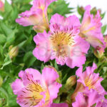 Alstroemeria Km0 Planta Exterior Rosa