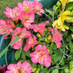 Alstroemeria Km0 Planta Exterior Decoración