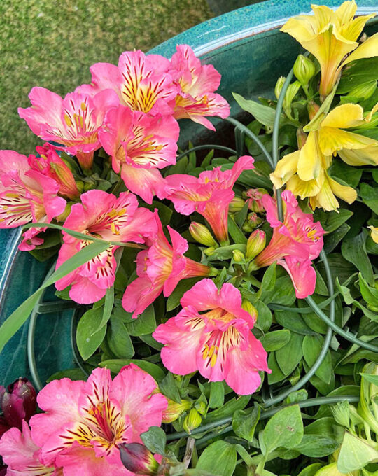 alstroemeria-km0-flor-rosa-decoracion
