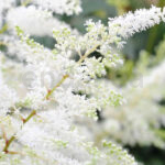 Astilbe Planta de Exterior Blanca