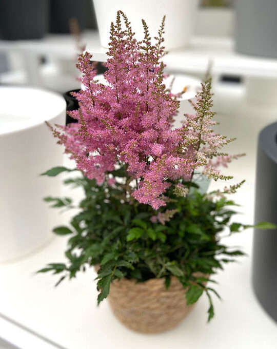 astilbe-planta-exterior-maceta