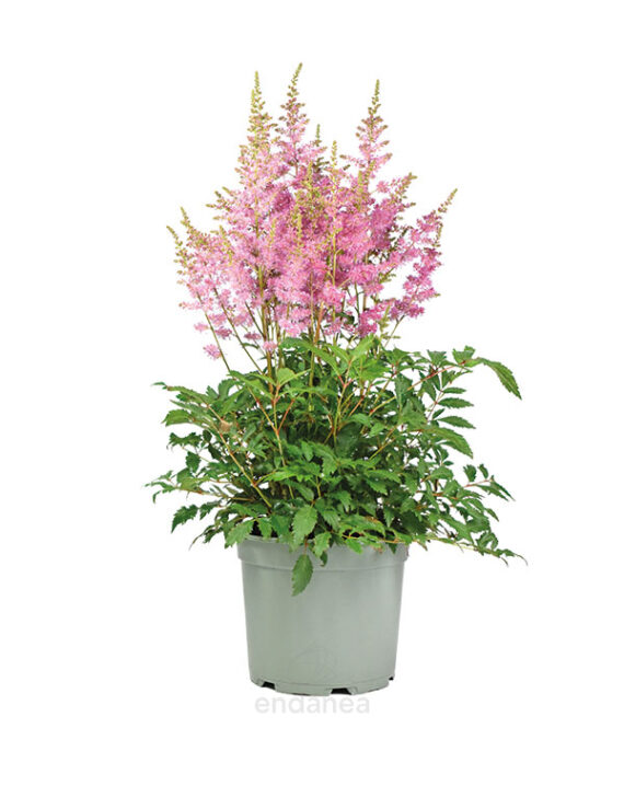 Astilbe Planta de Exterior Rosa