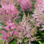Astilbe Planta de Exterior Rosa