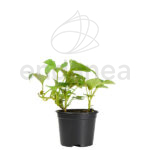 Boniato Planta Hortícola