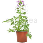 Cleome Planta de Exterior Flor Araña