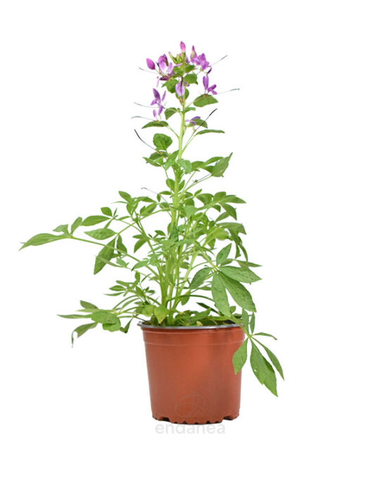 cleome-flor-arana-planta-de-exterior