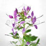 Cleome Planta de Exterior Flor Araña