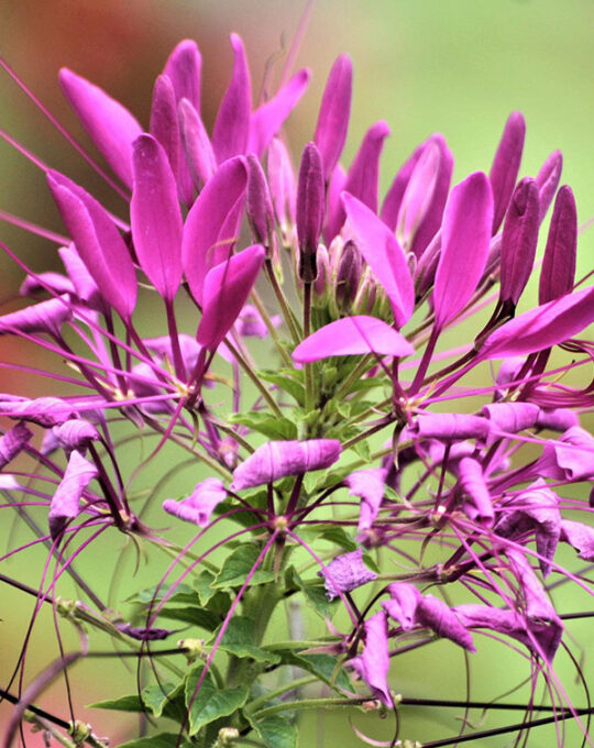 cleome-flor-arana-planta-de-exterior-flores