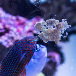 EasyMasstick de Easy Reefs
