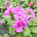 Geranio Hiedra Flor Doble Km0 color lila