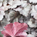Heuchera Hoja Gris Envés Granate