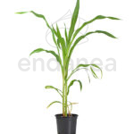 Maíz Dulce Planta Hortícola