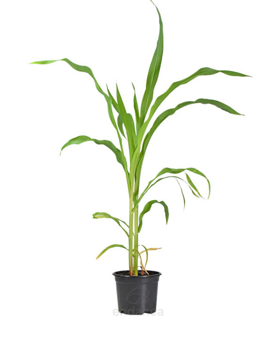 Maíz Dulce Planta Hortícola