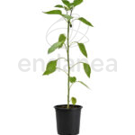 Pimiento Cornicabra Planta
